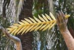 zlatá palma
